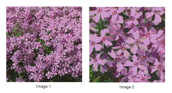 Description of phlox.gif follows